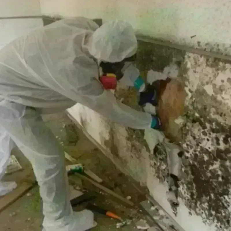 Mold Remediation and Removal in Benton, KY